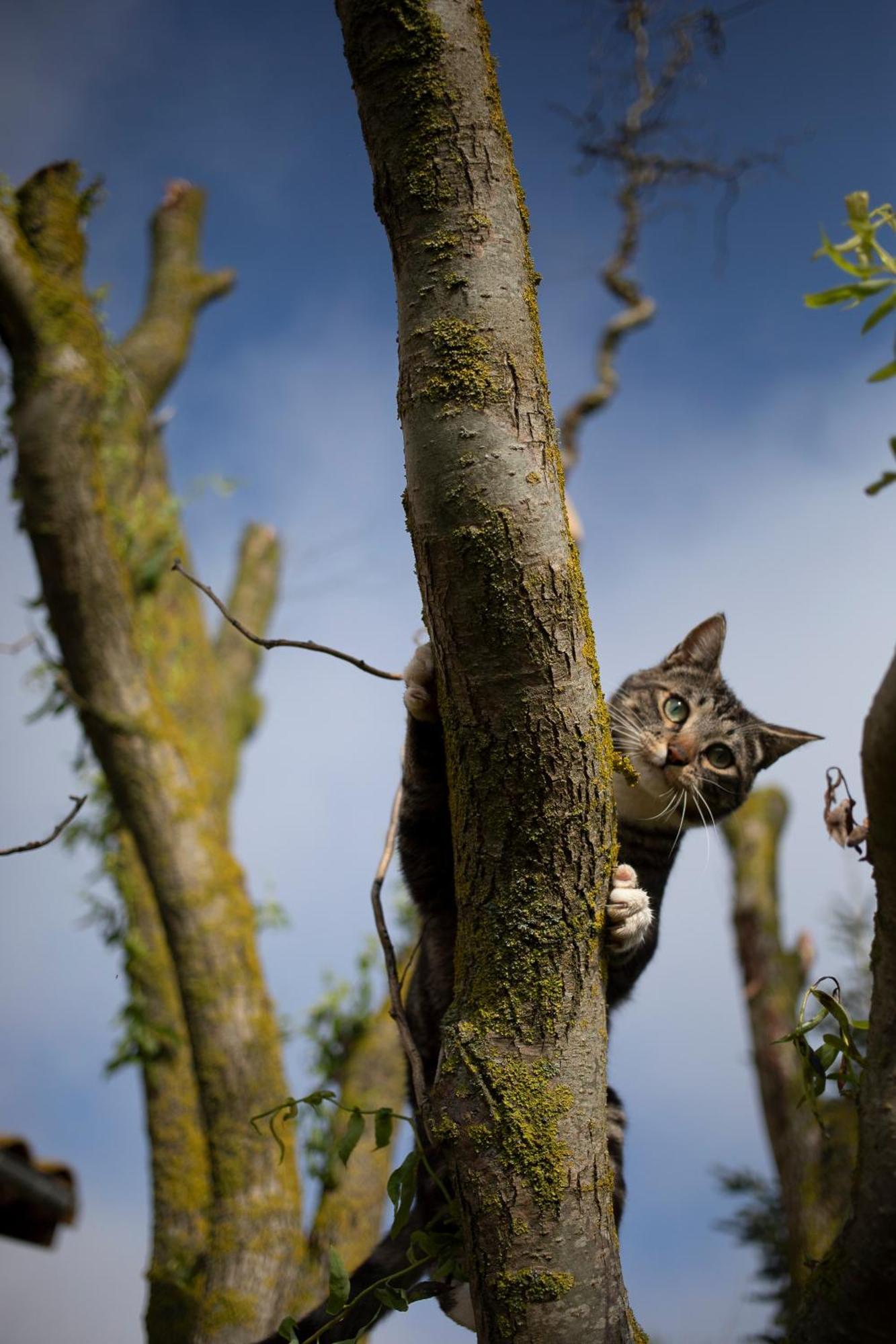 Le Chat Blanc Gite Versols-et-Lapeyre Экстерьер фото