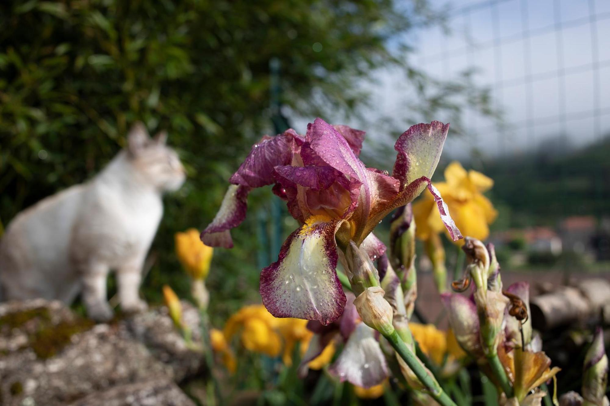 Le Chat Blanc Gite Versols-et-Lapeyre Экстерьер фото